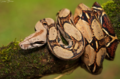 Boa Vs. Python! What Are The “Real” Differences!? — Wisconsin